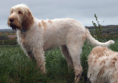 Lola Spinone
