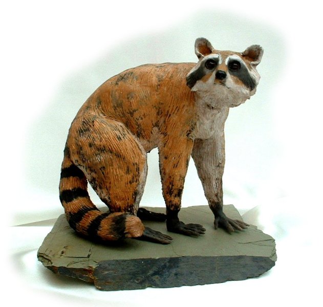 Racoon
