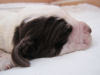 Click here to see photos of the puppies aged 1 week: