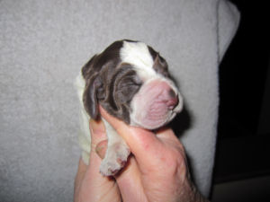 Girl Puppy (head)