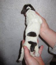 Girl Puppy (body)