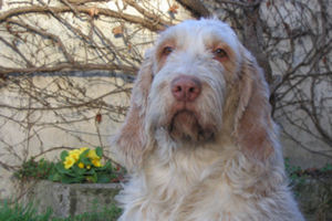 Babio's Mum, Brina