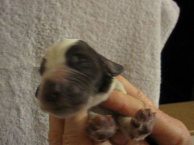Girl Puppy (head)