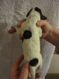 Girl Puppy (body)