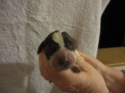 Girl Puppy (head)