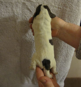 Girl Puppy (body)