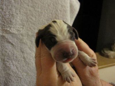 Girl Puppy (head)