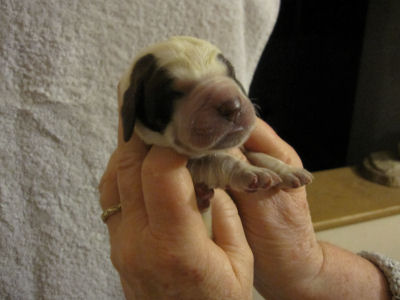 Girl Puppy (head)