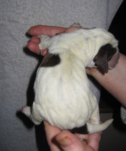 Girl Puppy (body)