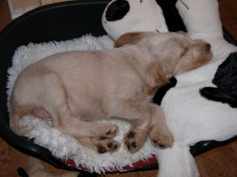 Me as a puppy