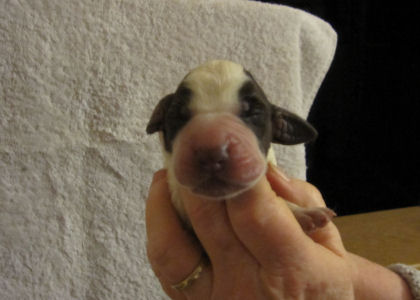 Girl Puppy (head)