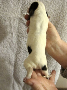 Girl Puppy (body)