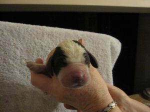 Boy Puppy (head)