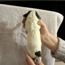Boy Puppy (body)