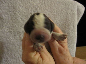 Boy Puppy (head)