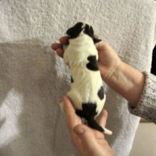 Boy Puppy (body)