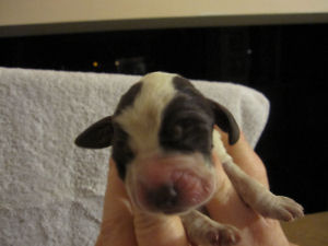 Boy Puppy (head)