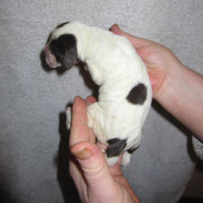 Boy Puppy (body)