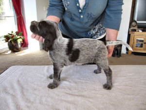 Flossie (Week 6)