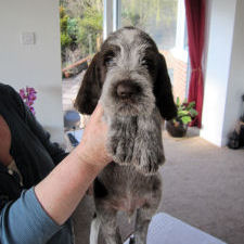 Guido (Week 6)