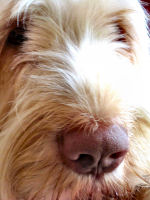 Lola Spinone