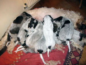 At the Milkbar (Week 6)