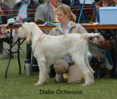 Italix Octavious
