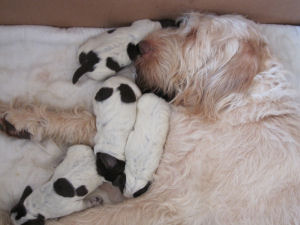 Litter (Week 1)