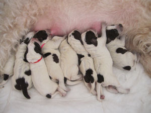 Litter (Week 1)
