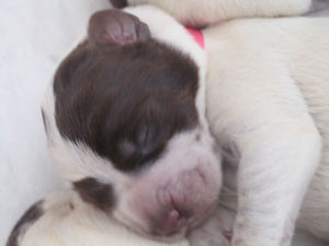 Puppy (Week 1)
