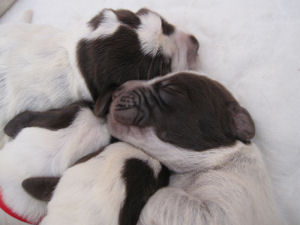 Puppy (Week 1)