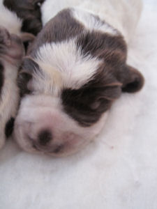 Puppy (Week 1)