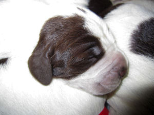 Puppy (Week 1)