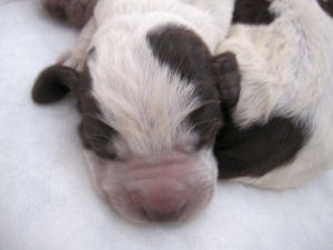 Puppy (Week 1)