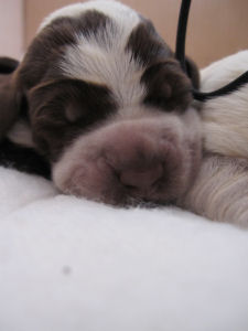 Puppy (Week 1)