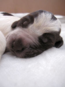 Puppy (Week 1)