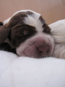 Puppy (Week 1)