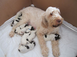 Litter (Week 2)