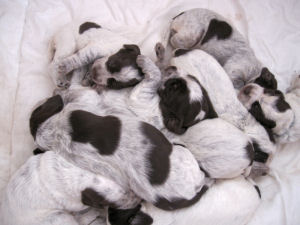 Litter (Week 2)