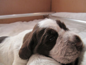 Puppy (Week 2)
