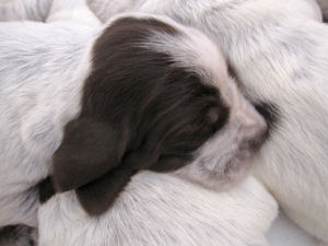 Puppy (Week 2)