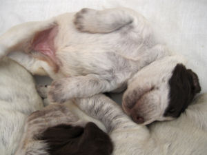 Puppy (Week 2)