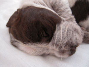 Puppy (Week 2)