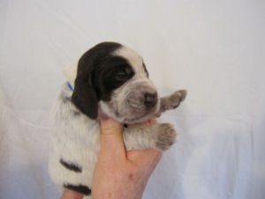 Puppy (Week 2)