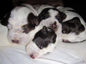 Puppy (Week 2)