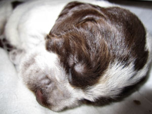 Puppy (Week 2)