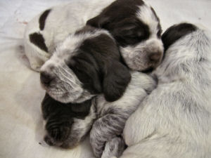 Puppy (Week 2)