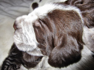 Puppy (Week 2)