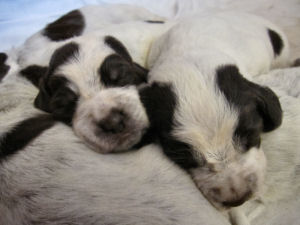 Puppy (Week 2)