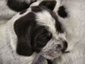 Puppy (Week 2)